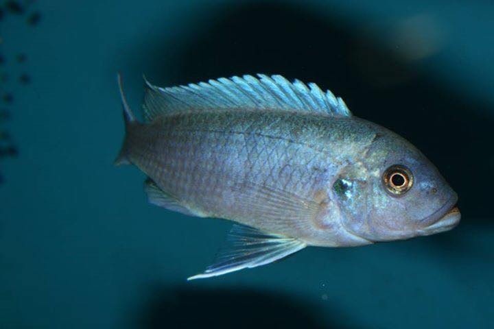 Maylandia callainos 'Chitande Island'